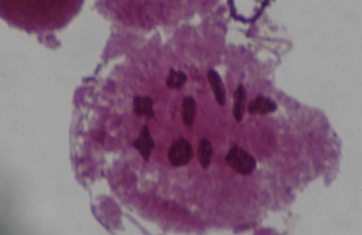 meiosis