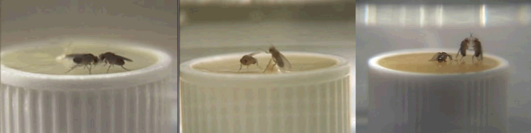 moscas peleando